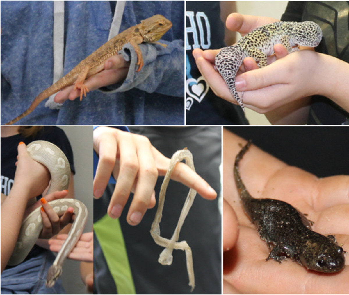 Some of the reptiles and reptile items shown in class