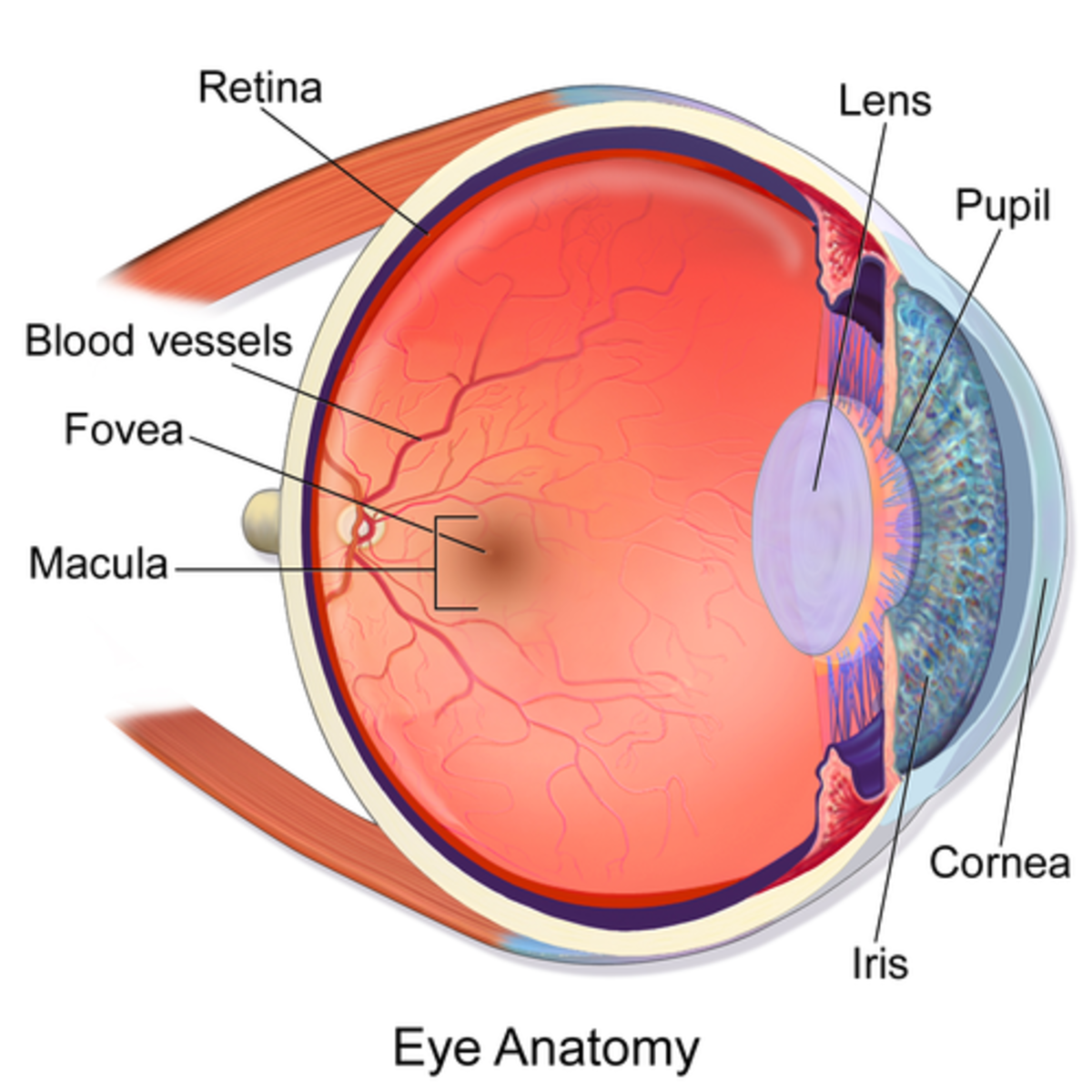 facts-about-macular-degeneration