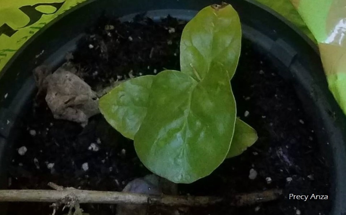 Young plant - Arabian jasmine from cuttings.
