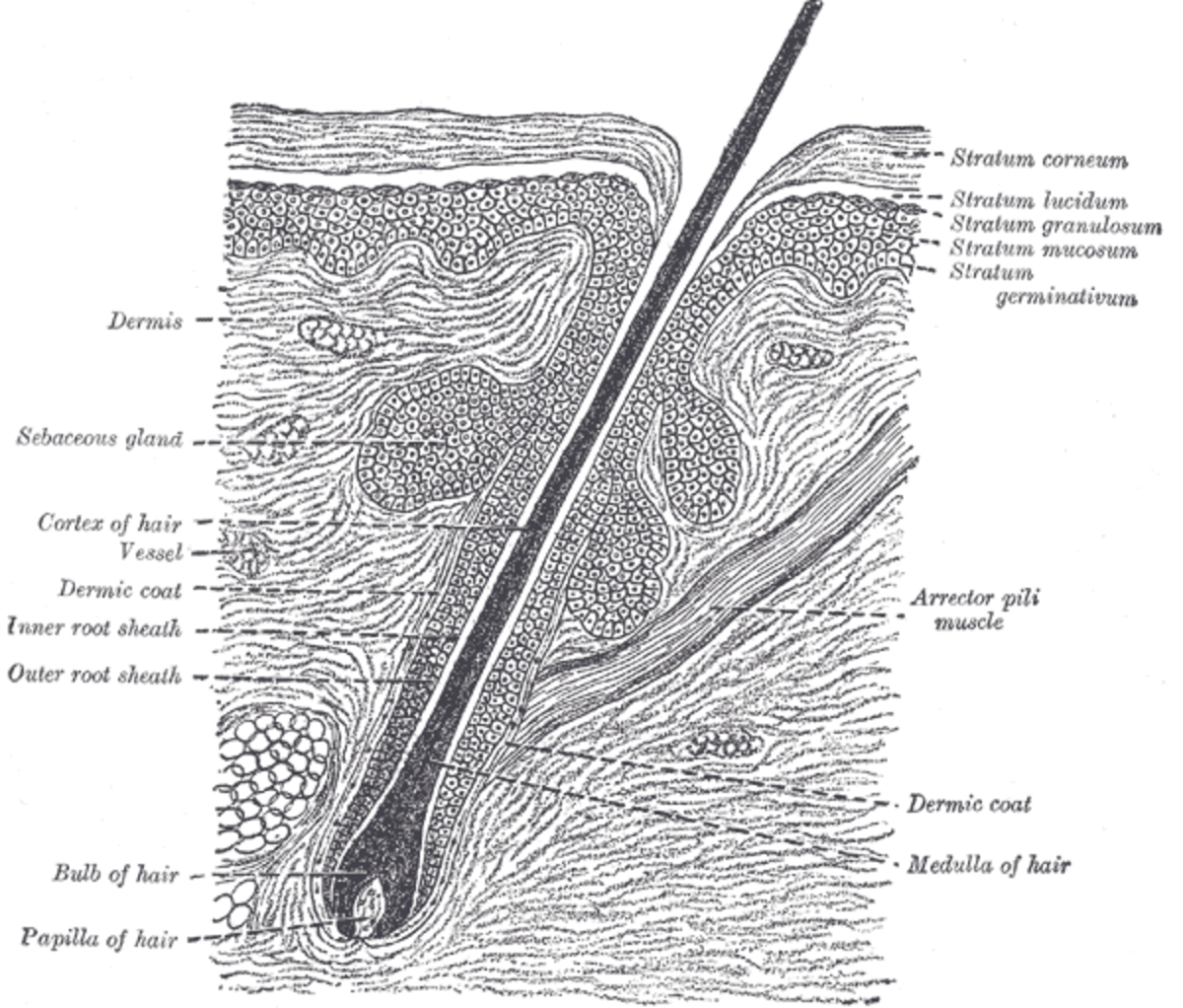 Cross section of hair