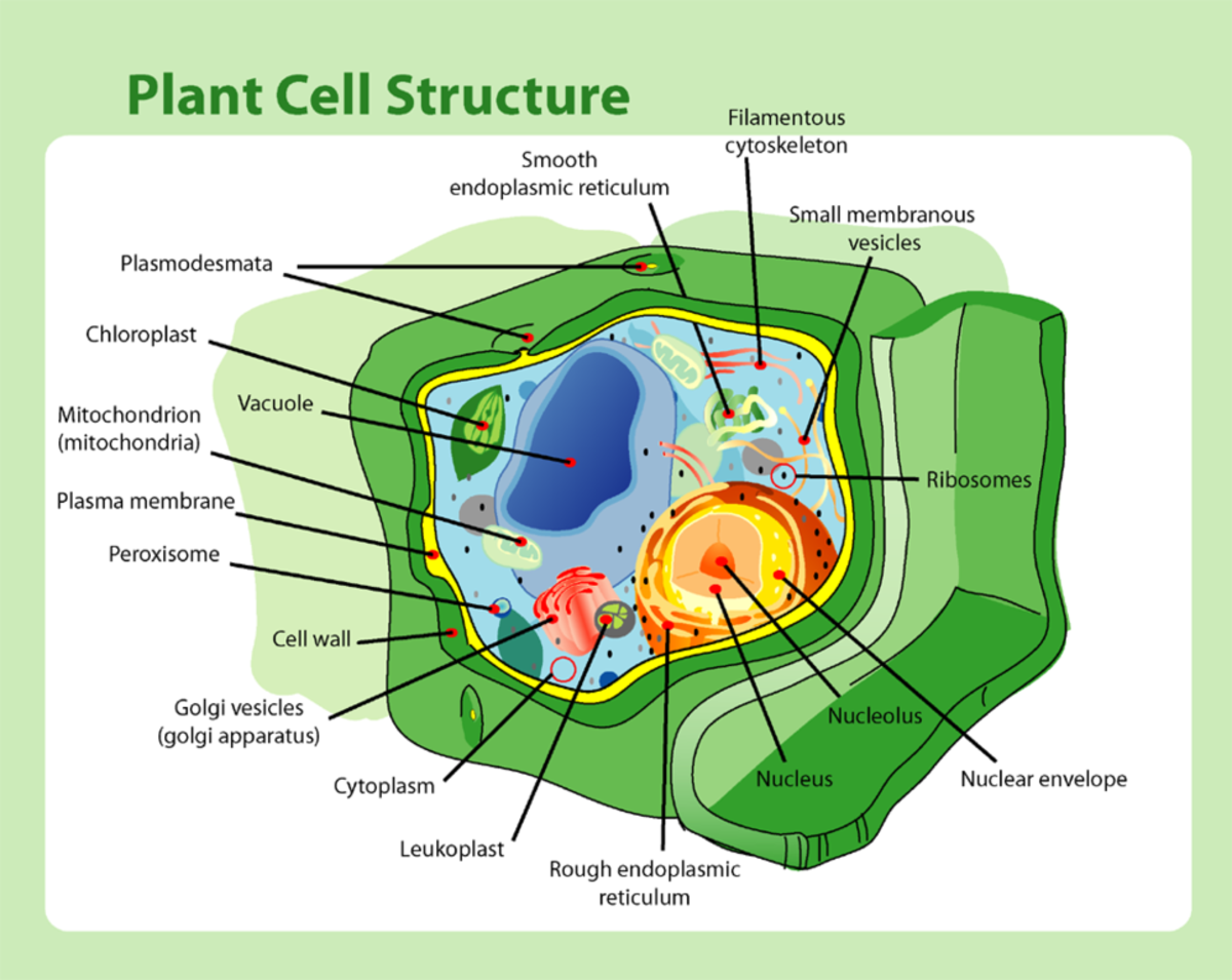 Plant Cell Its 6 Main Parts And Their Functions HubPages