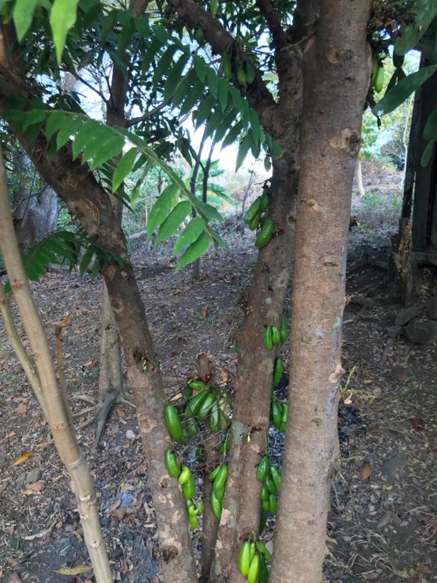 Kamias Fruits Sprout on Trunks and Branches