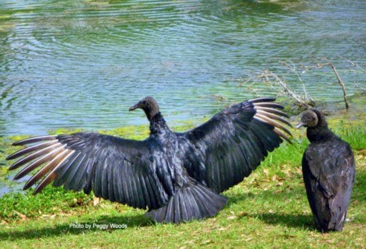 Black vultures in Mary Jo Peckham Park
