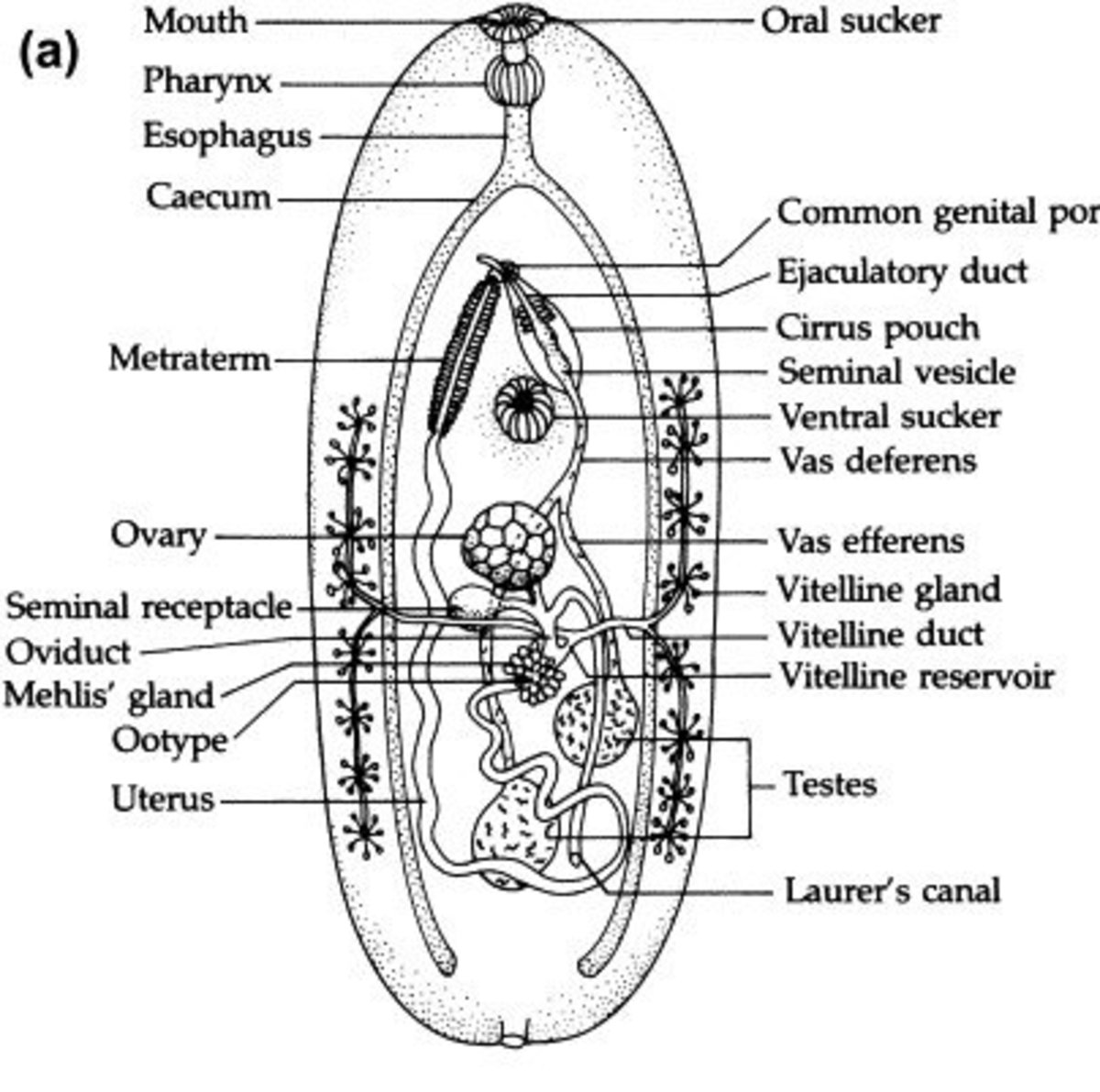 Physiology of Trematodes