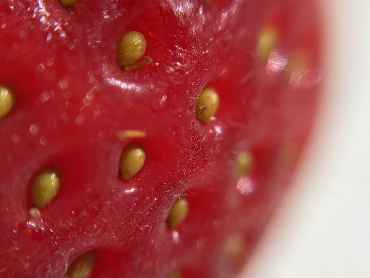 Macro image of the seeds on a strawberry