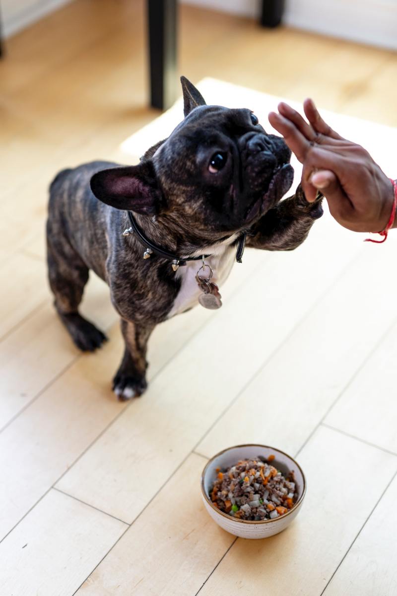 Top 10 Best And Worst Dog Food Brands-2020