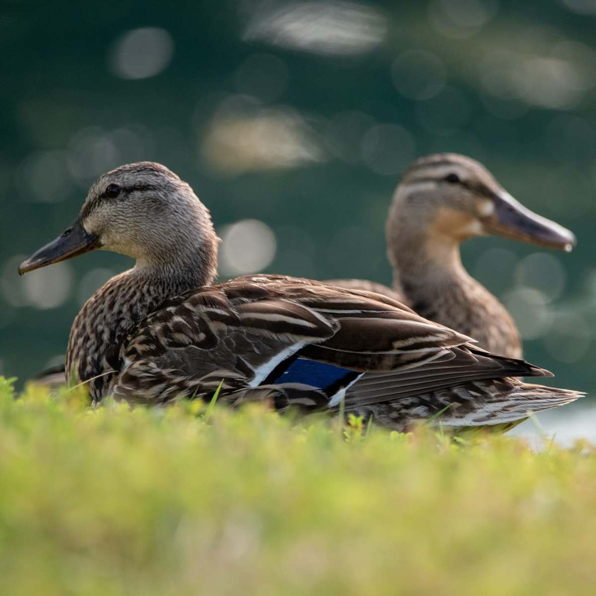 Mallard ducks.