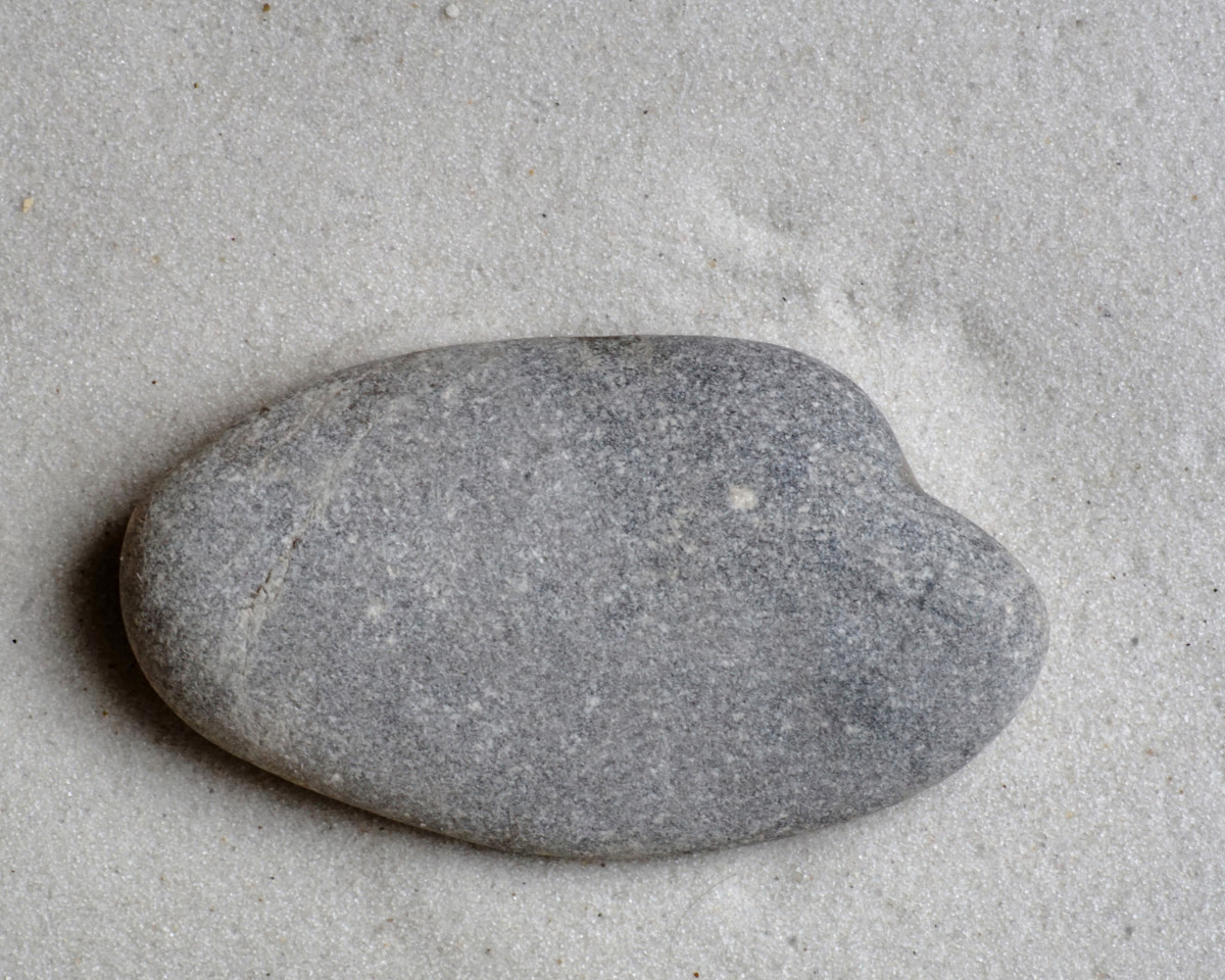 Identifying the Fossils and Corals (Crinoids, Bryozoans, Etc.) on the