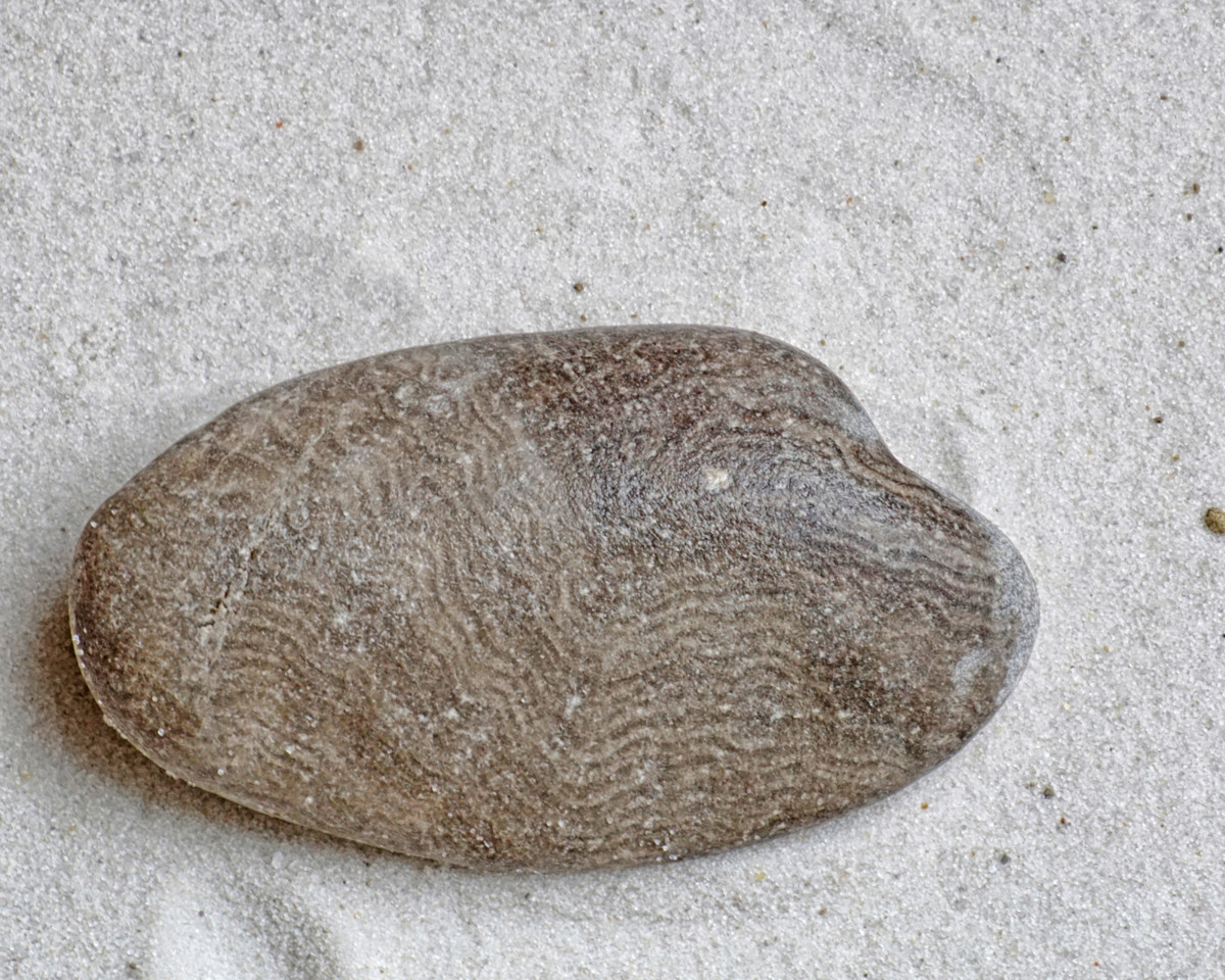 Identifying the Fossils and Corals (Crinoids, Bryozoans, Etc.) on the