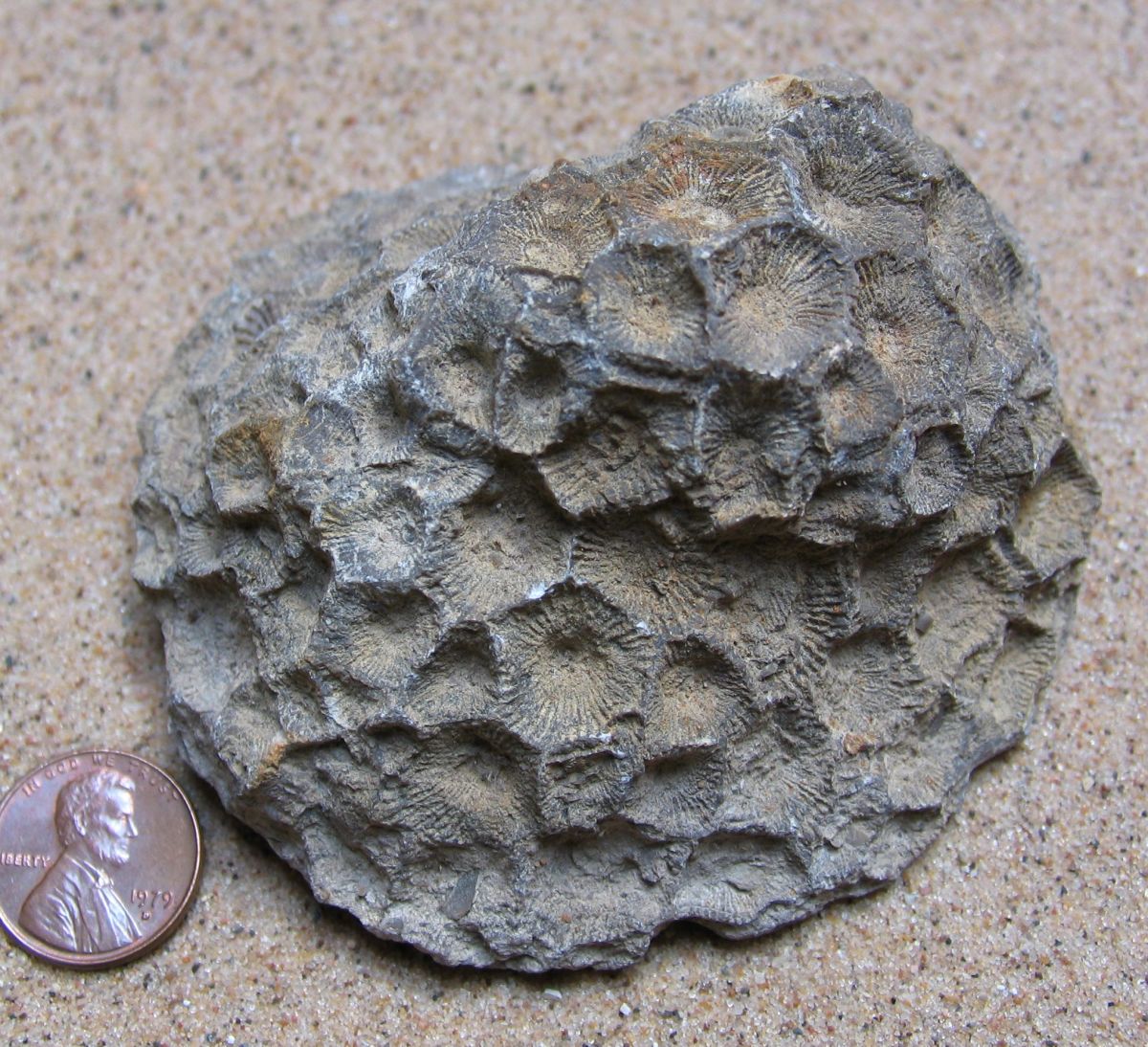 Petoskey Stone Coral Fossil (Hexagonaria, percarinata) 