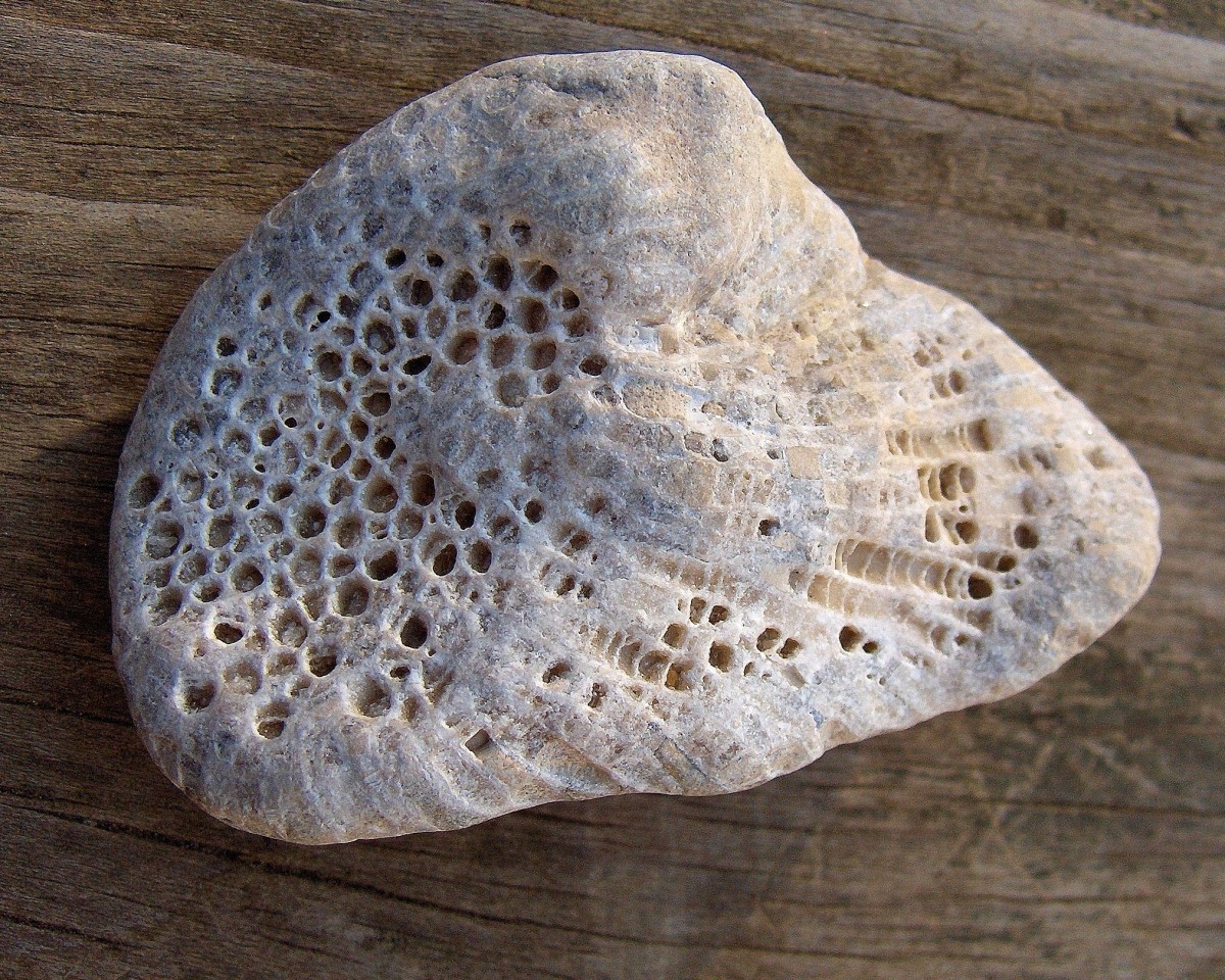 Lake Michigan Beach Favosite Coral Fossil