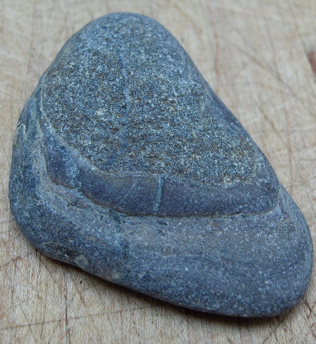 Lake Michigan Clam Shell Cast Fossil  