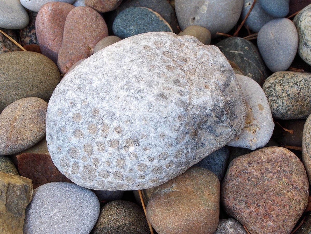 "Petoskey Stone" Coral Fossil Worn Down by Natural Elements