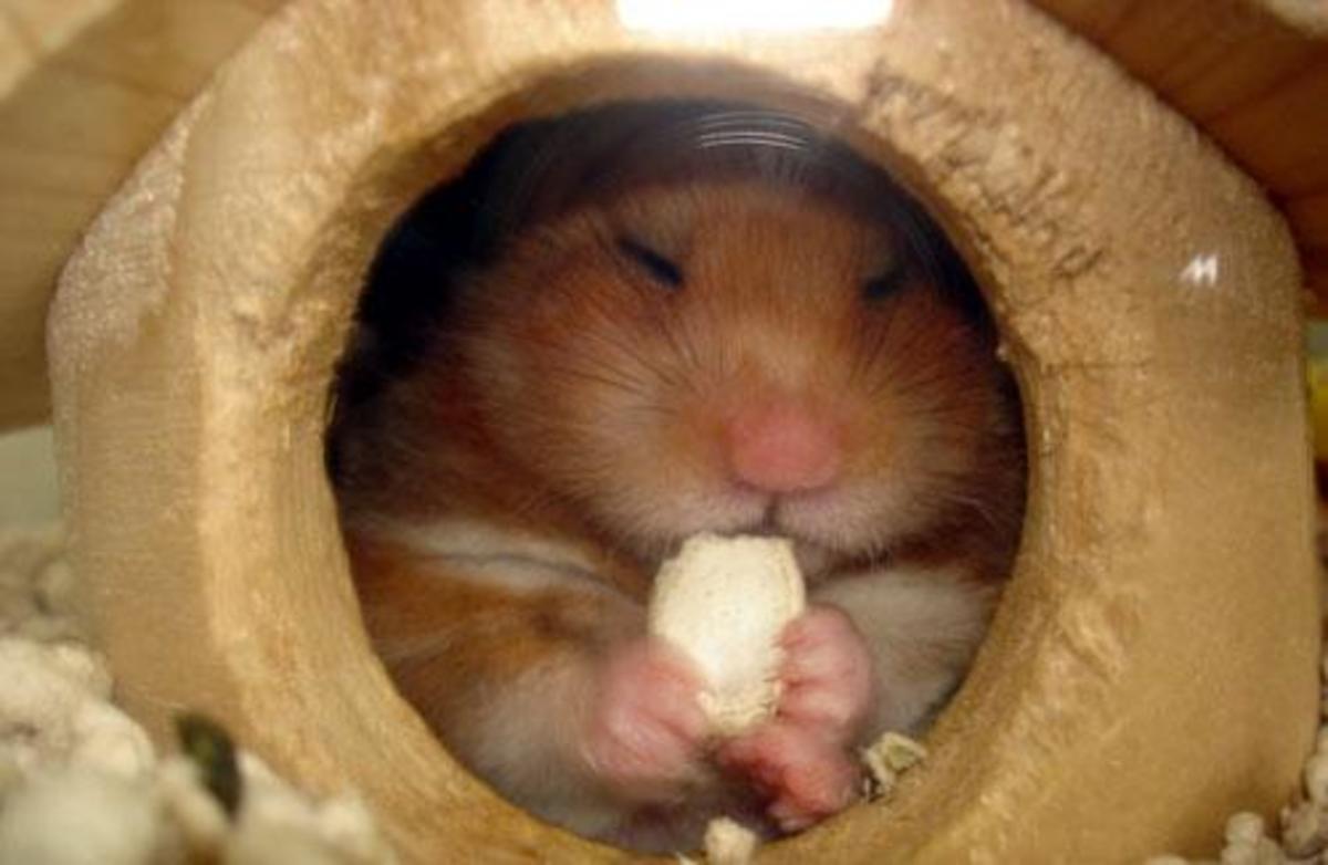 Teddy Bear Hamsters Are Just So Cute And Cuddly.