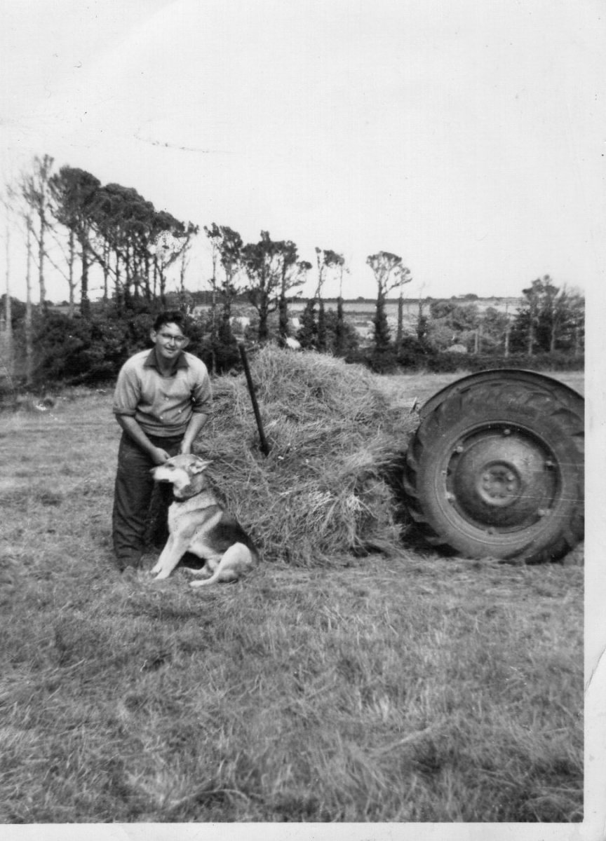 original-old-guernsey-farming-photos