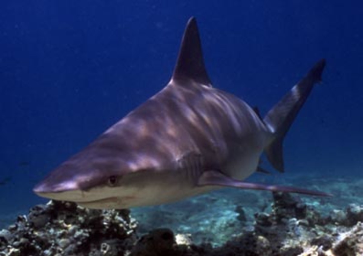 Sandbar shark