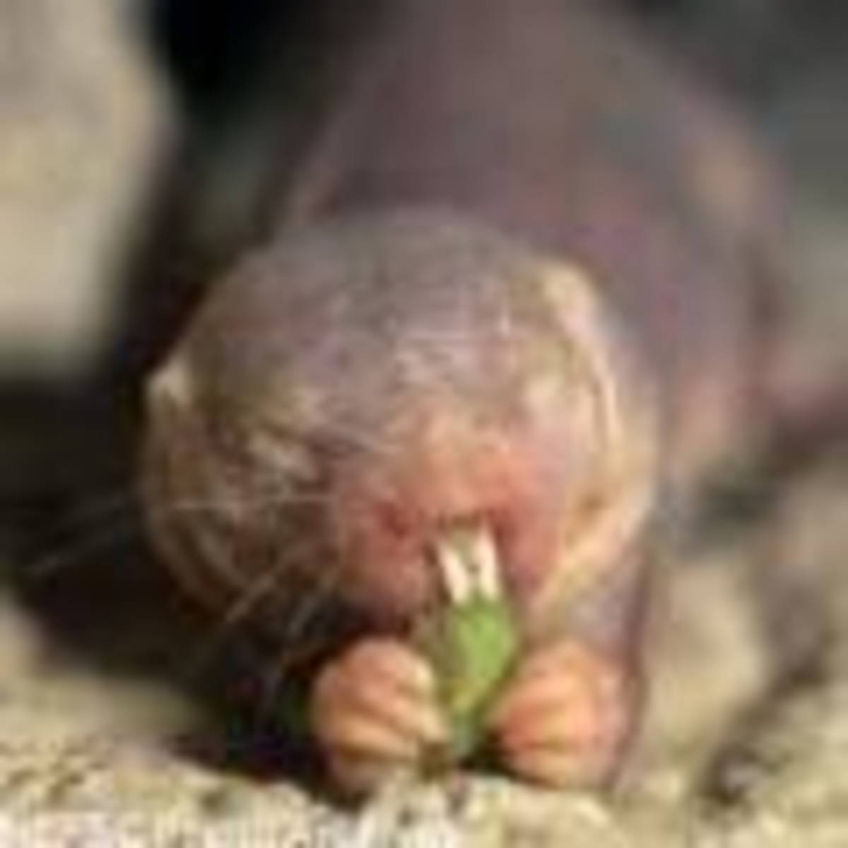 naked-mole-rat