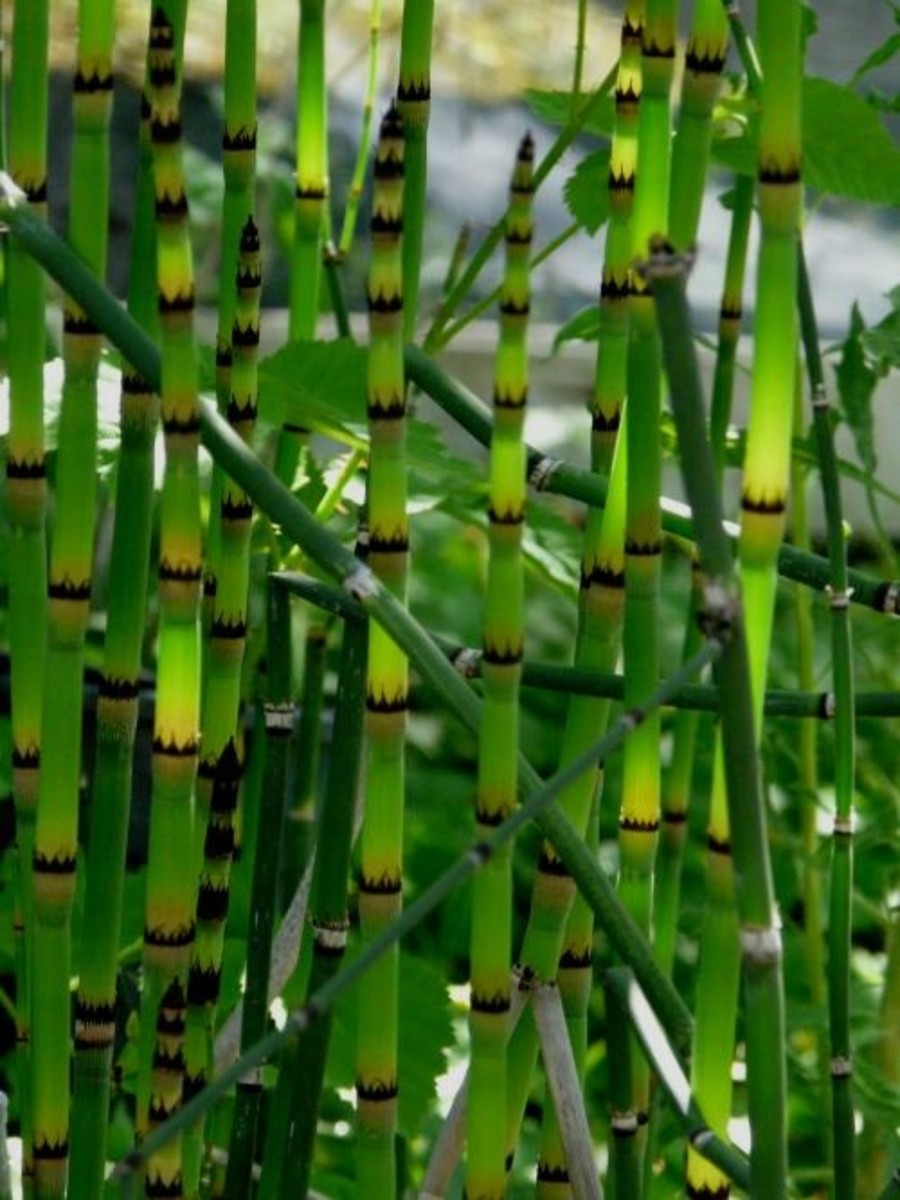 Silicon content of Horsetail helps to strengthen cartilage.