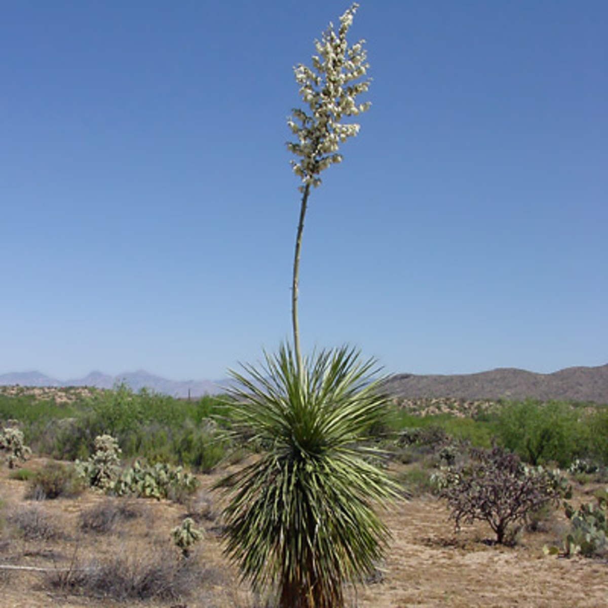 Saponin extract in Yucca can reduce swelling and pain associated with osteoarthritis