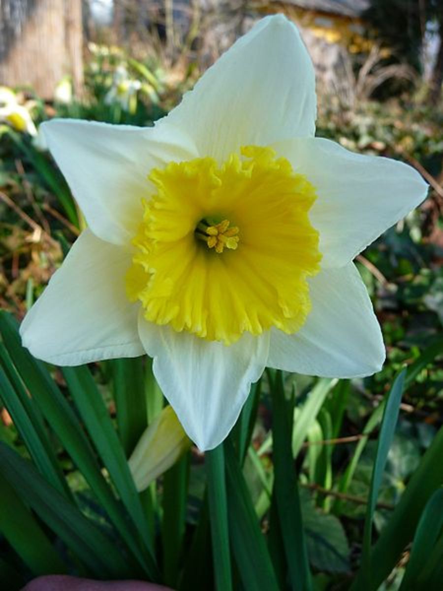 Narcissus flower