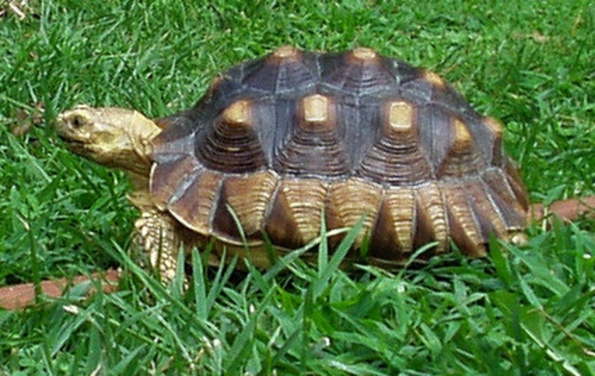Pyramiding in Tortoises- Causes and Prevention