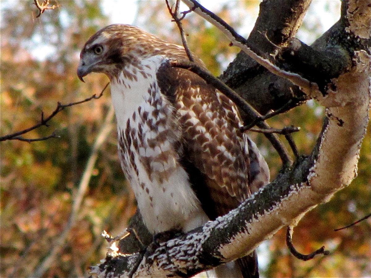 Everything You Wanted to Know About the Red-Tailed Hawk - HubPages