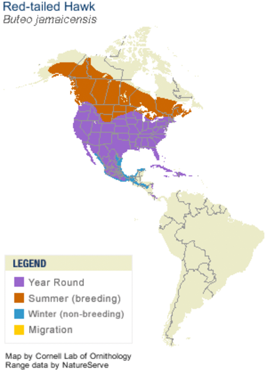 Range of the red-tailed hawk