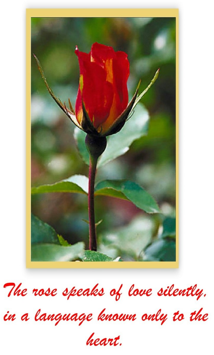 Quotations About Roses HubPages
