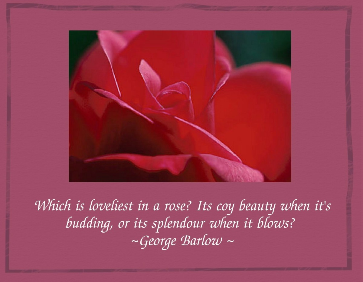 quotations-about-roses