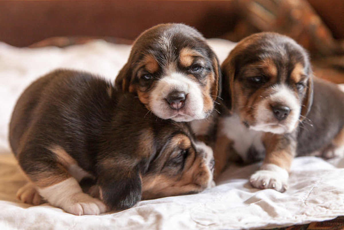 cutest-puppies-2