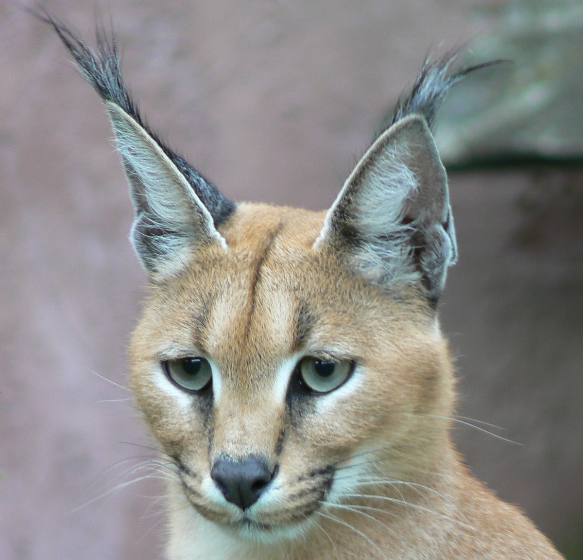 caracal-adaptations-and-facts