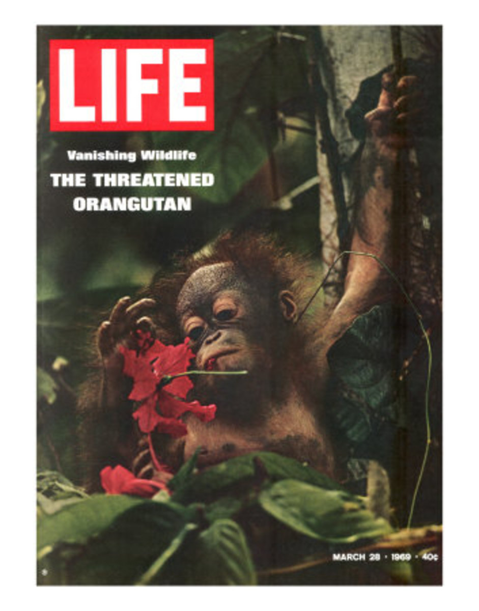 Vanishing Wildlife: The Threatened Orangutan, March 28, 1969