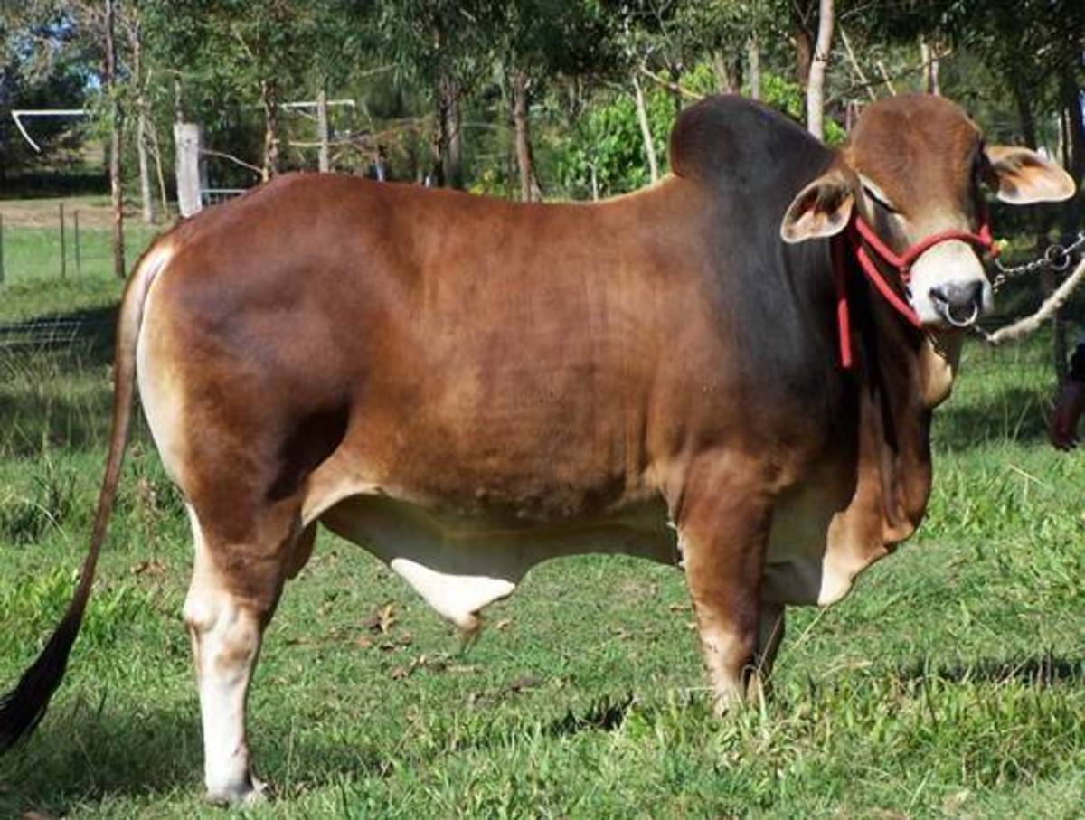 Cattle Raising in Philippines - HubPages