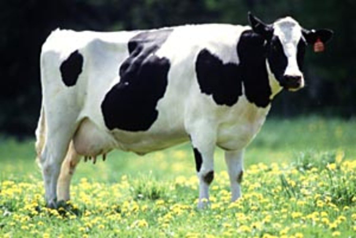 Dairy Cows Breeds In The Philippines - All About Cow Photos