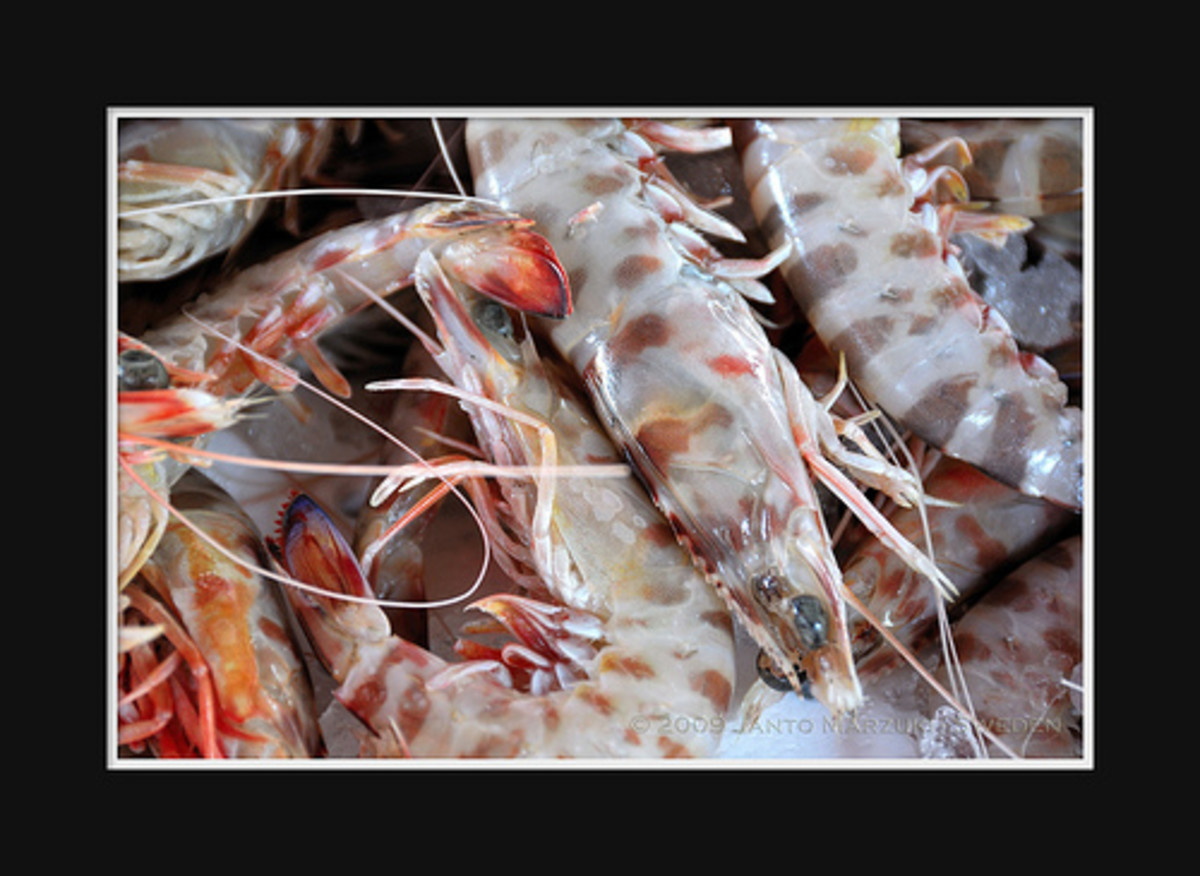 tiger shrimp