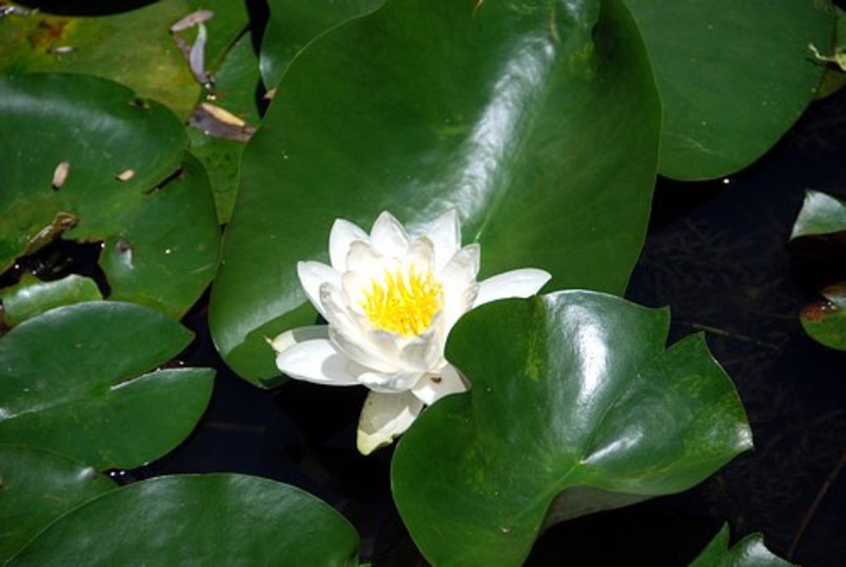 Lily and Lily Pads in Pond