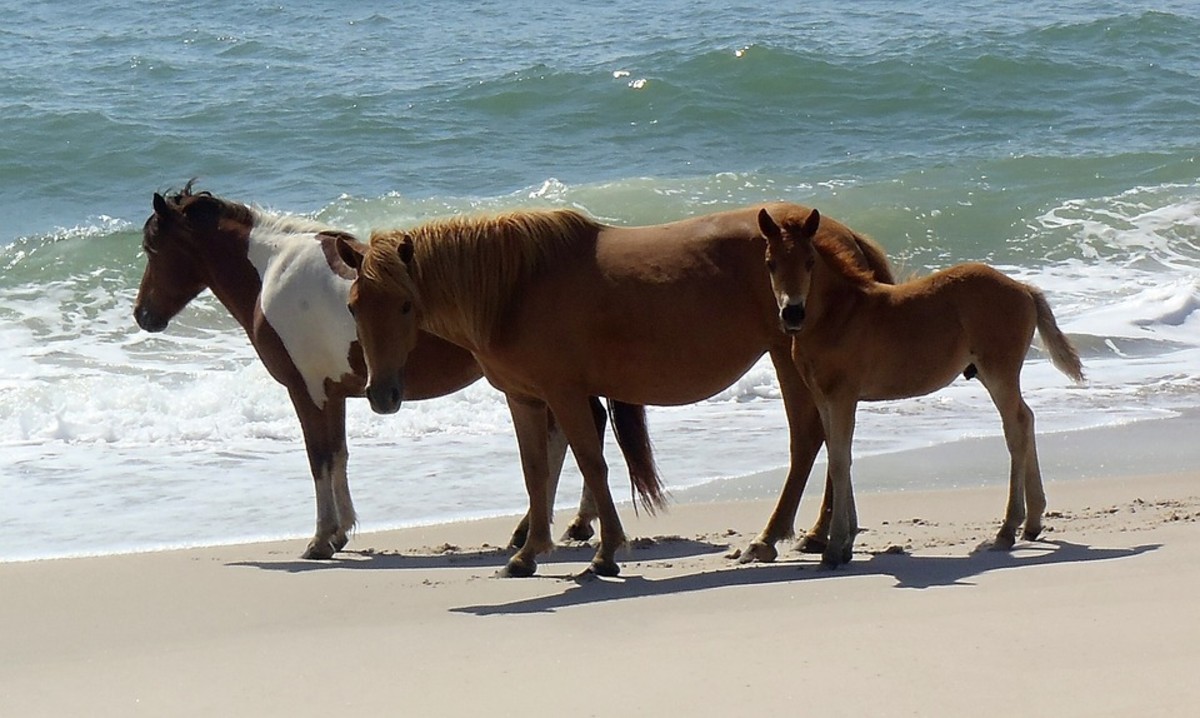 Wild horses of Assateague Island
