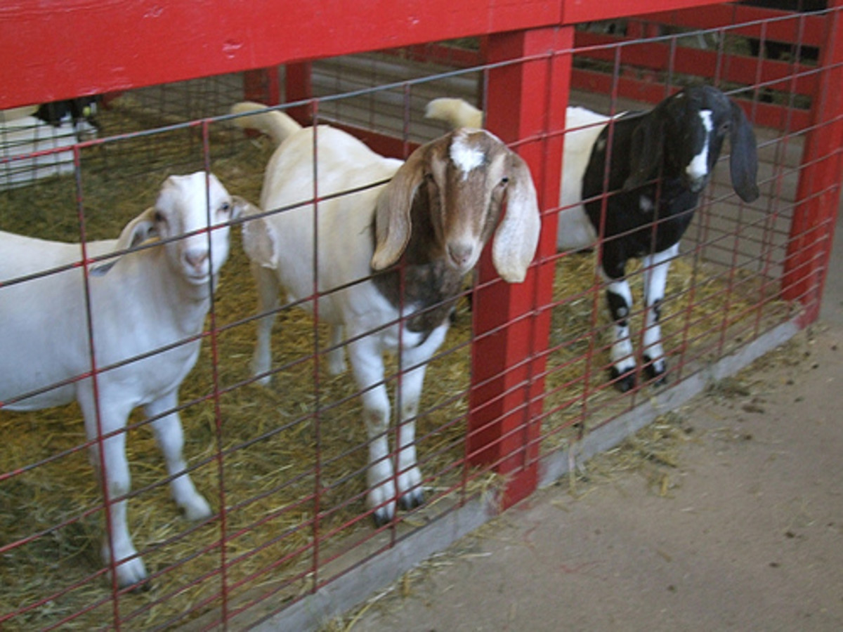 Young's Jersey Dairy Farm and Recreation Complex West Central Ohio