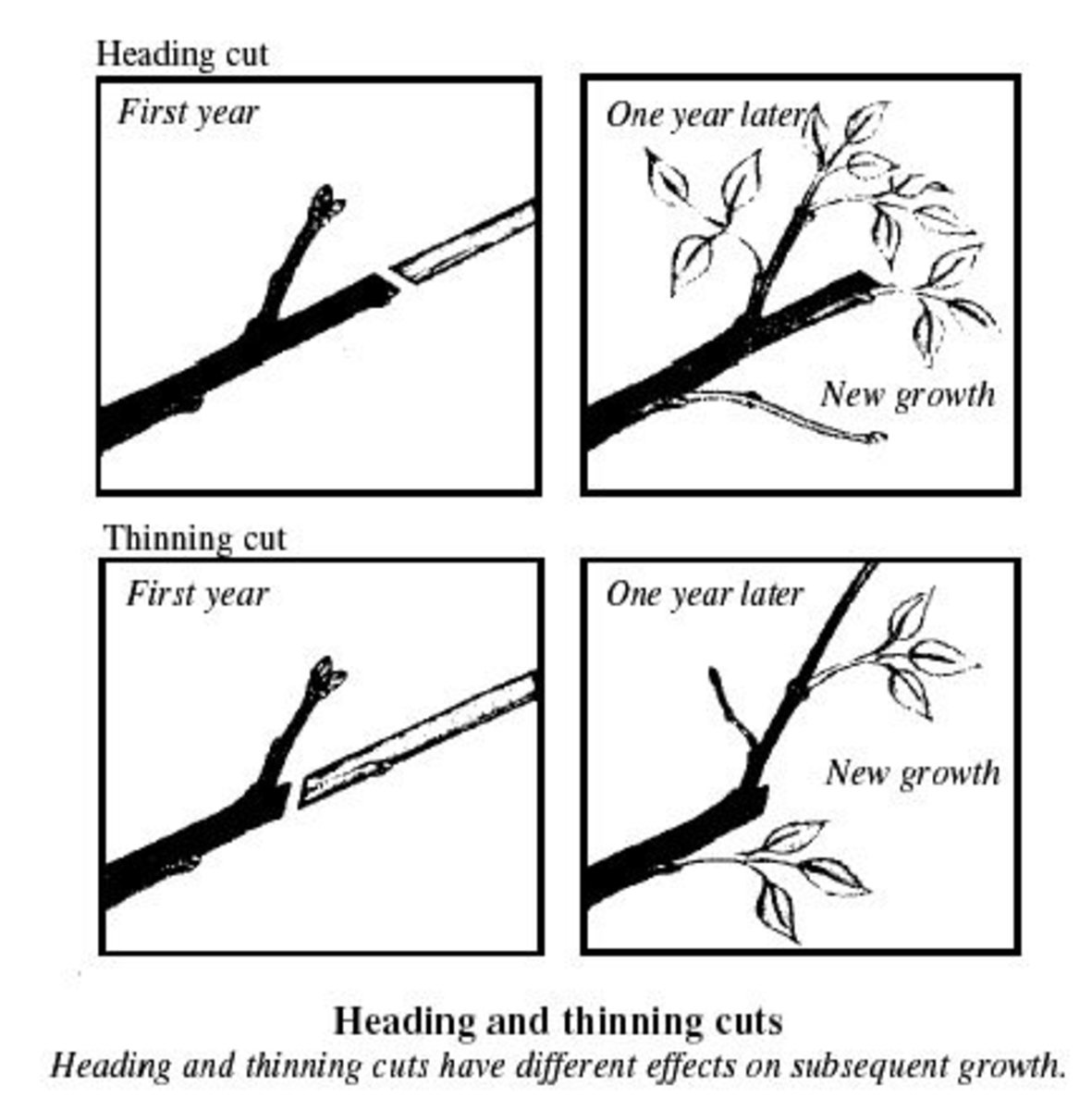 An Illustrated Guide for Pruning An Overgrown Apple Tree HubPages