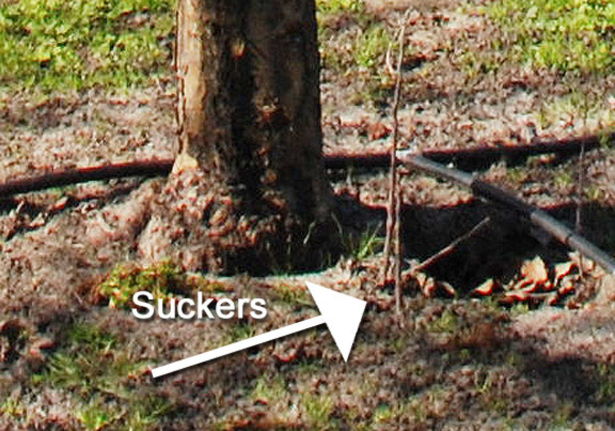 An Illustrated Guide for Pruning An Overgrown Apple Tree HubPages