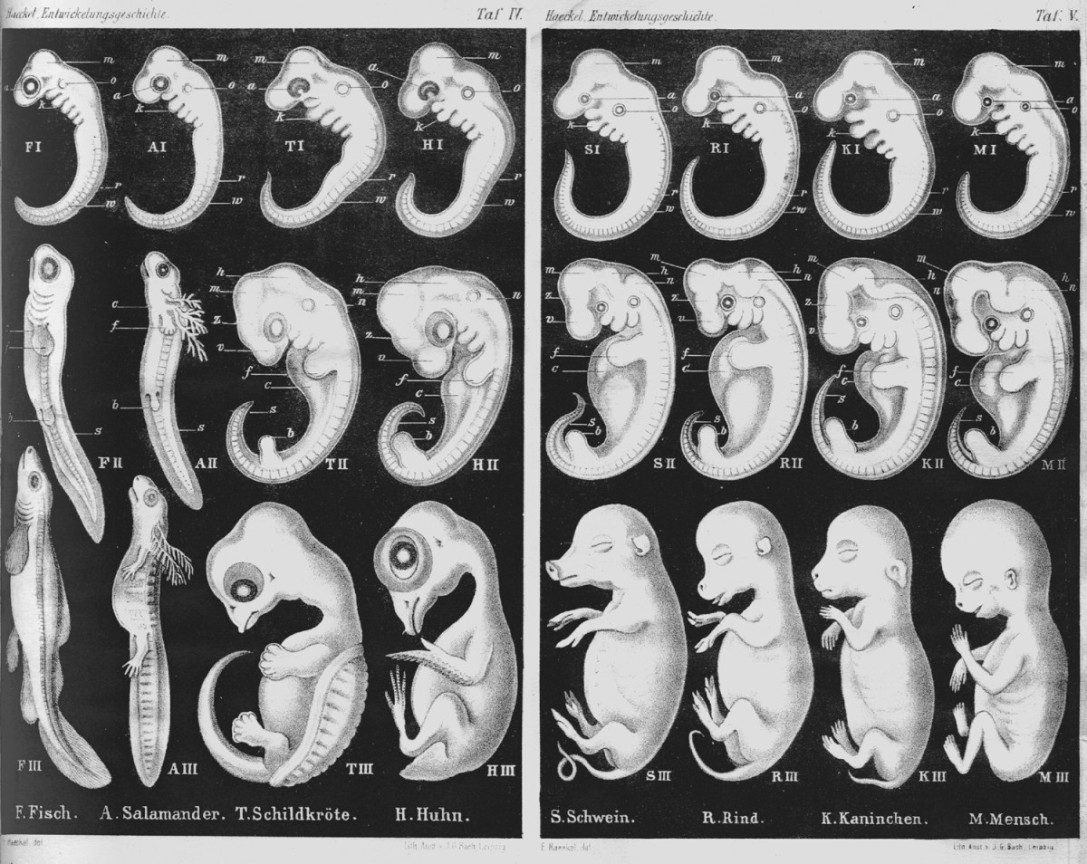 HAECKEL'S EMBRYOS IN TEXTBOOKS ARE FAKE