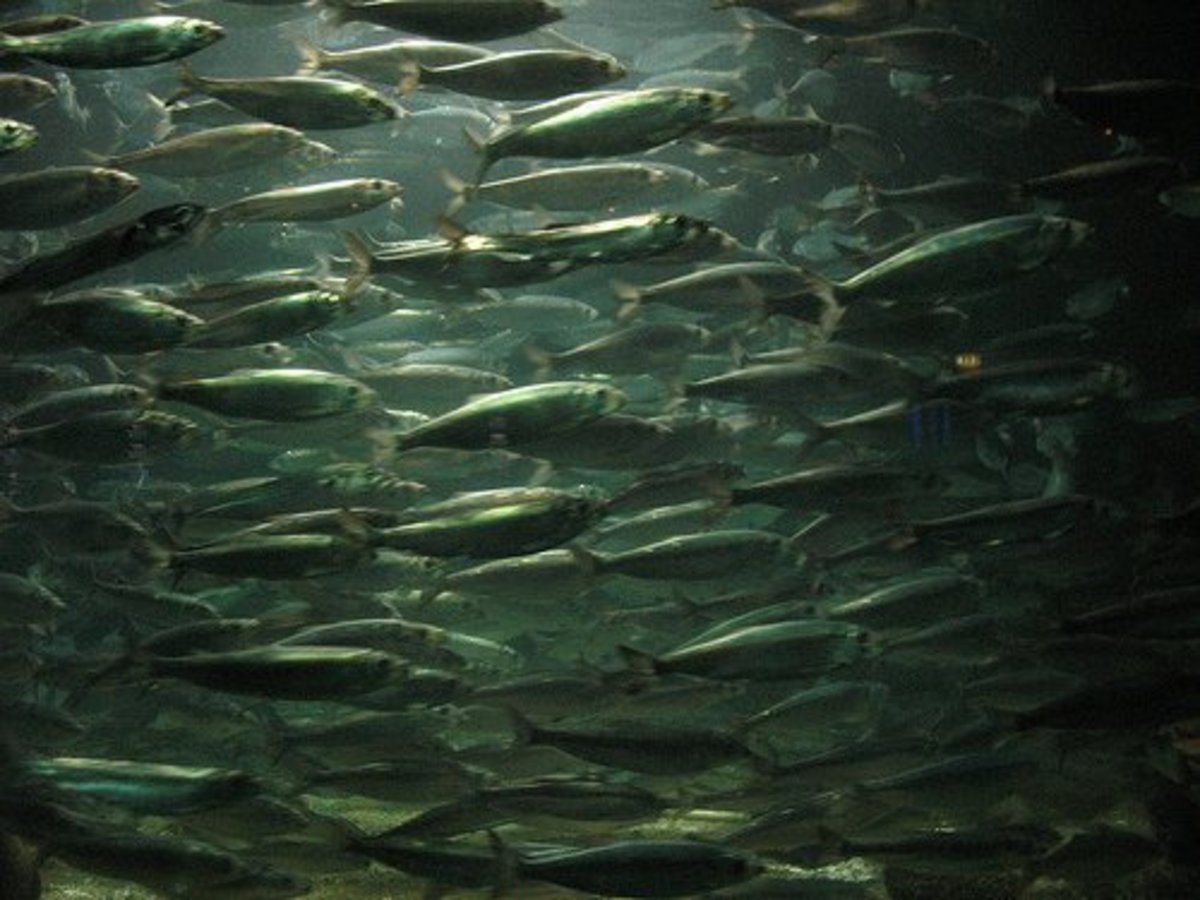 how-to-catch-herring