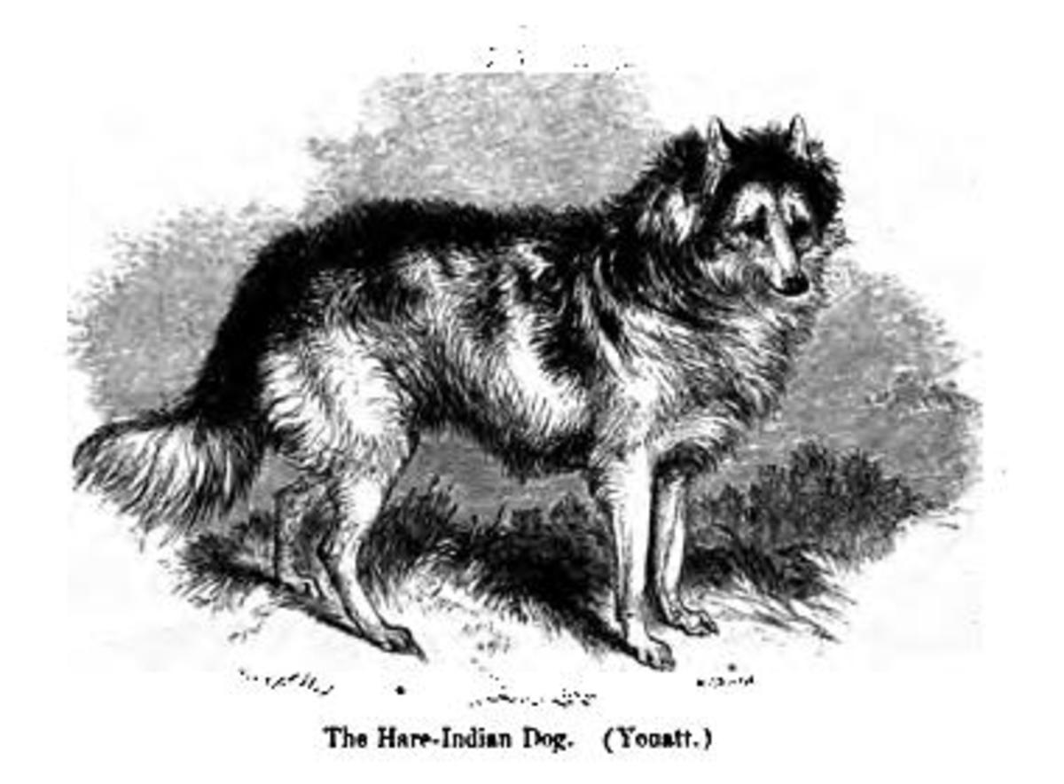 hare-indiand-dog-an-extinct-breed