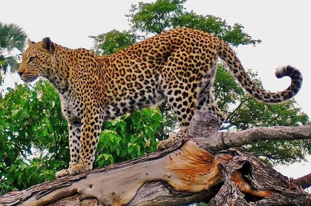 Leopard - The rose-like spots makes a leopard look very beautiful.This proud cat will climb trees even when carrying heavy carcass. Image Credit: http://www.flickr.com/photos/edglickman, Wikimedia Commons.