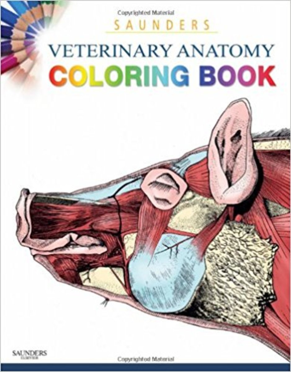 saunders-veterinary-anatomy-coloring-book