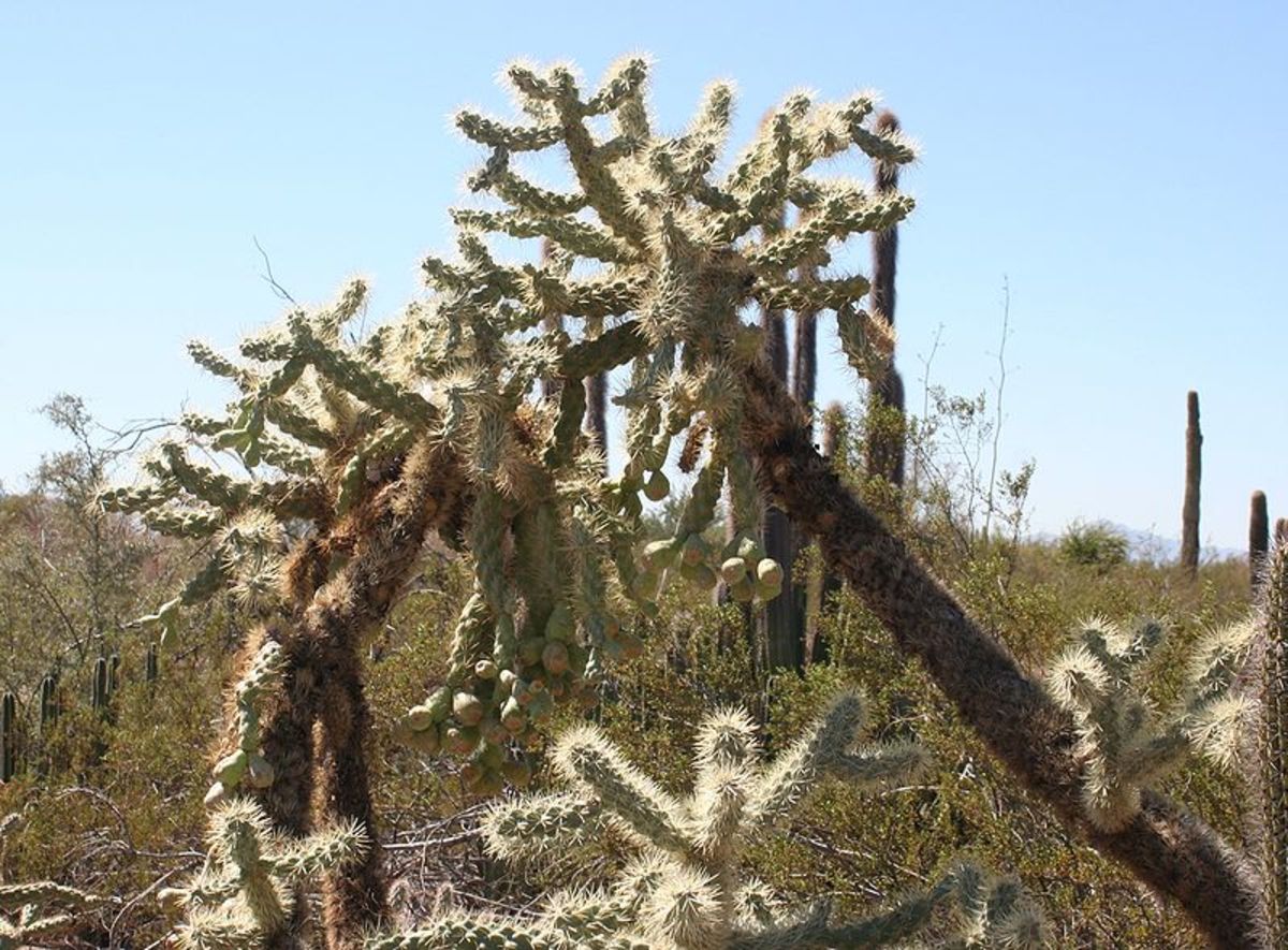 A species of Cholla cactus
