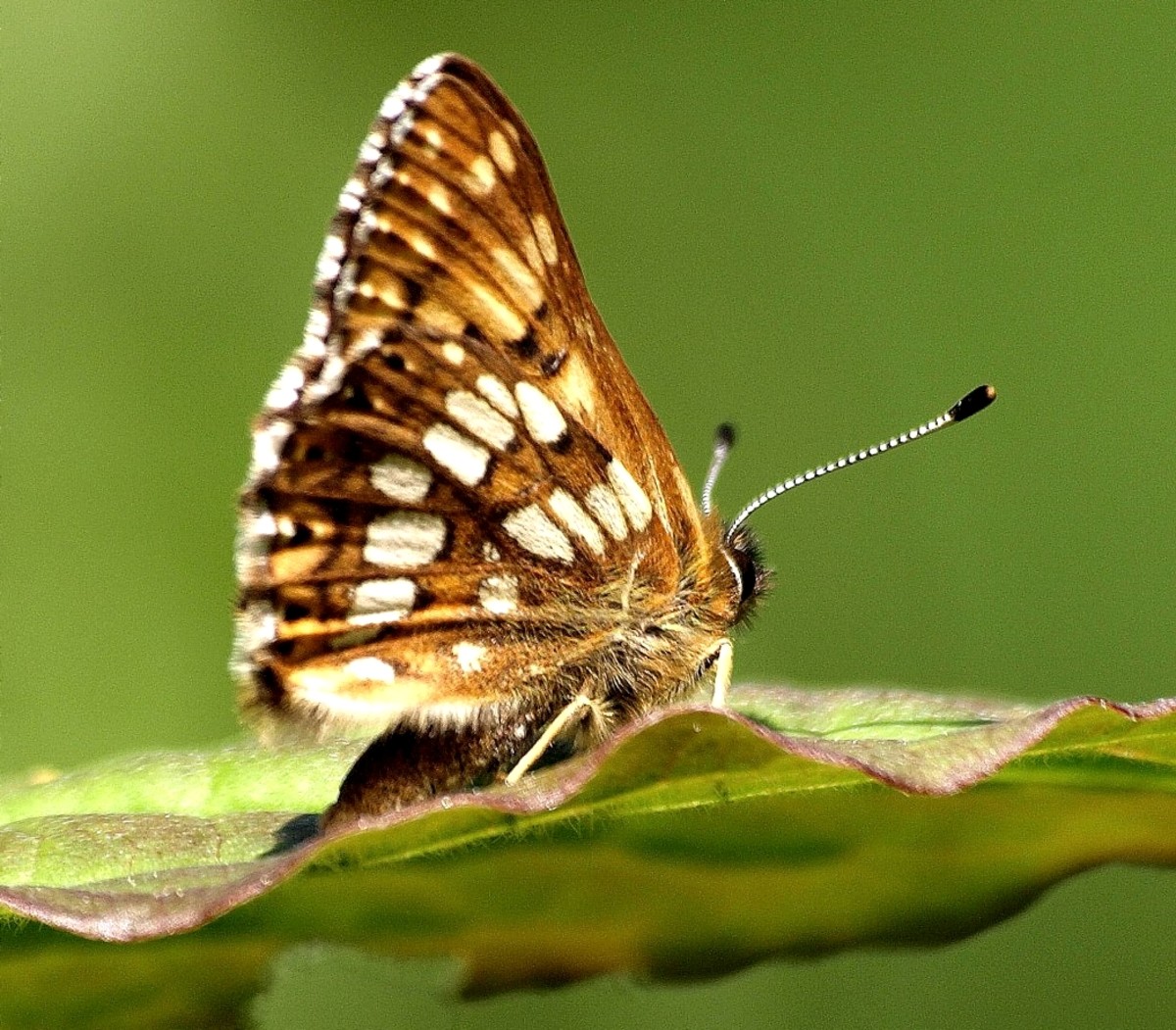 Rare Animals: Top 10 Rarest Butterflies in the World