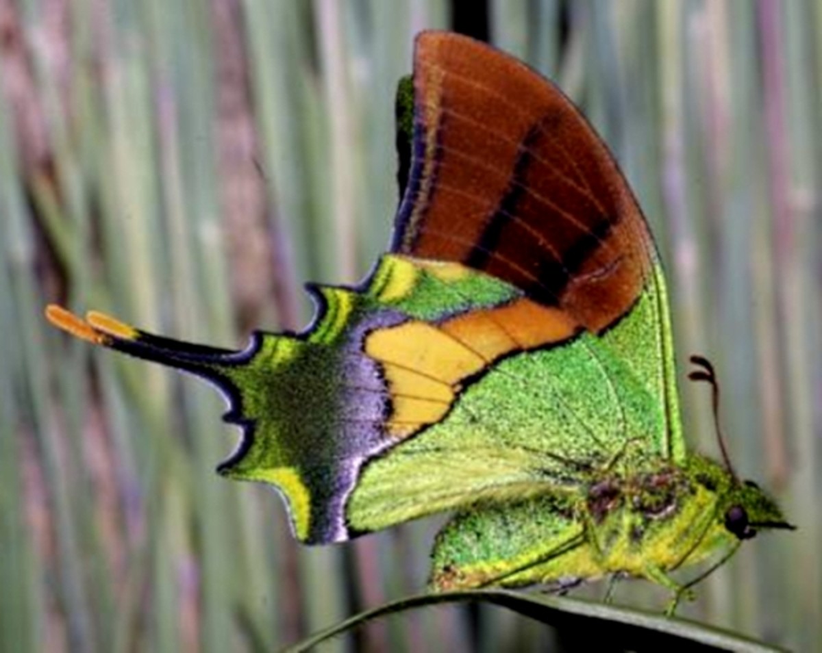 rare-animals-top-10-rarest-butterflies-in-the-world