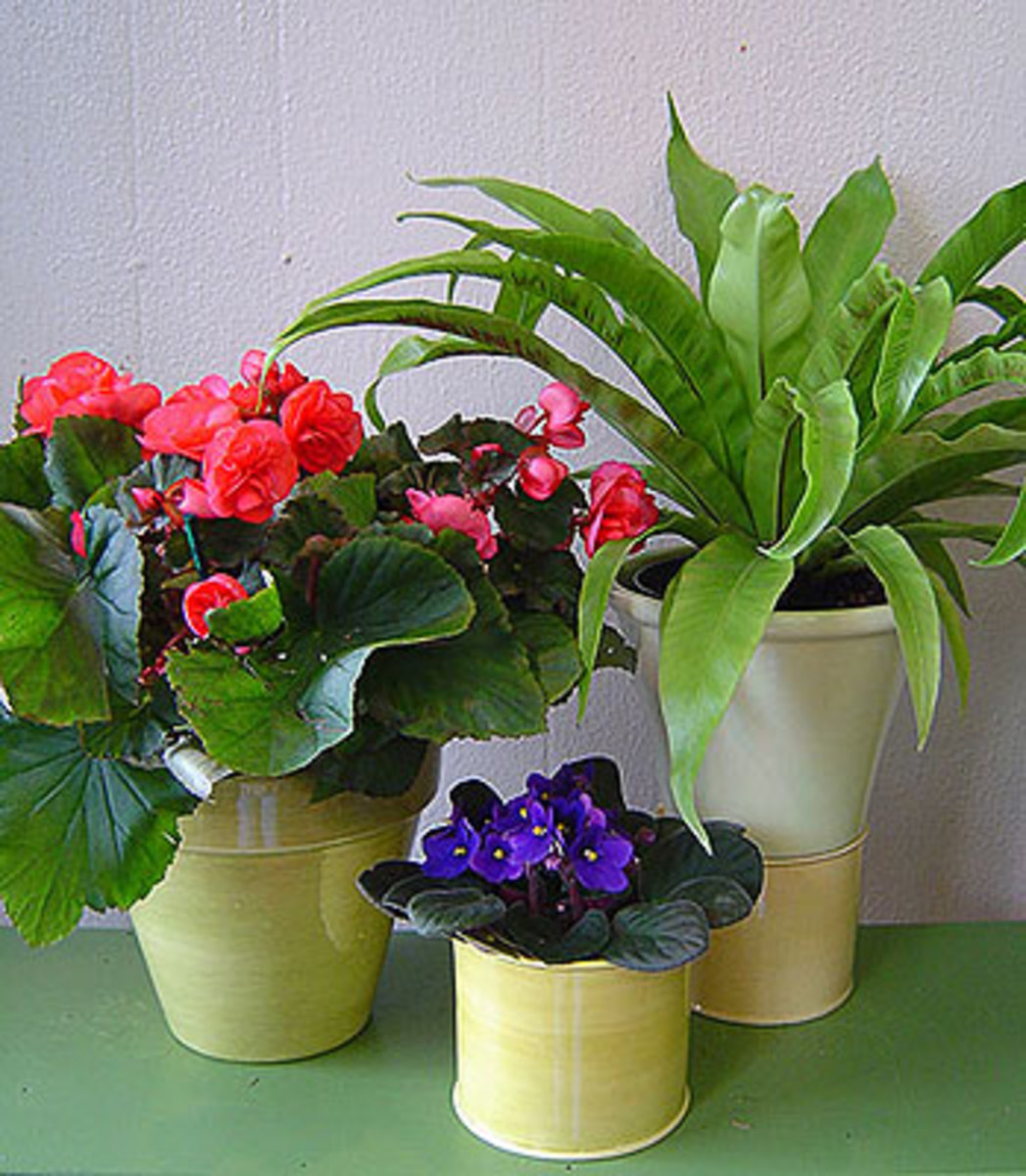домашние растения фото с названиями в горшках
