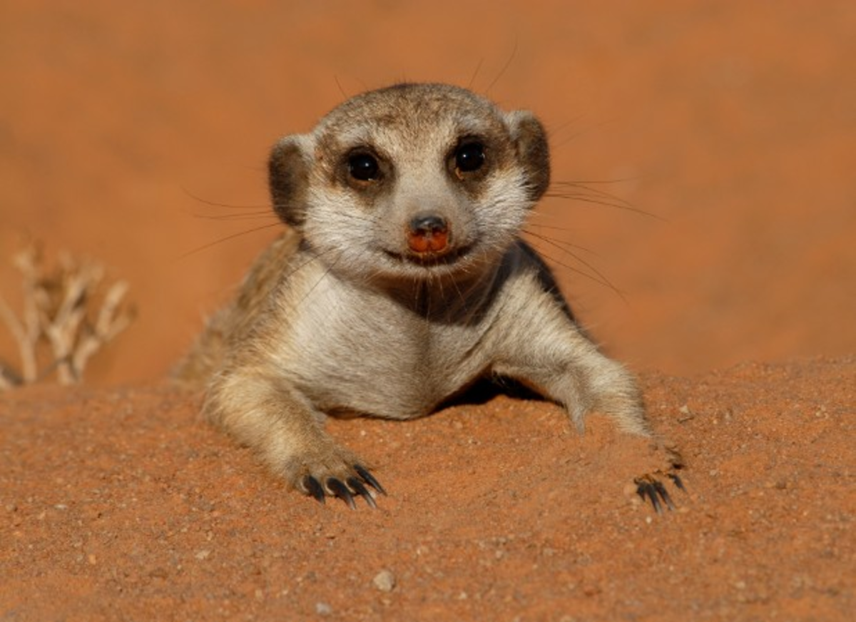 how-much-does-a-meerkat-cost-prices-living-expenses